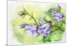 Watercolor Painting Of The Bell Flowers-Valenty-Mounted Art Print