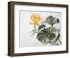 Watercolor Painting Of Yellow Lotus Flower-Surovtseva-Framed Art Print