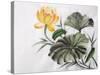 Watercolor Painting Of Yellow Lotus Flower-Surovtseva-Stretched Canvas