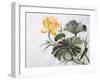 Watercolor Painting Of Yellow Lotus Flower-Surovtseva-Framed Art Print