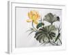 Watercolor Painting Of Yellow Lotus Flower-Surovtseva-Framed Art Print