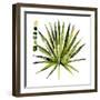 Watercolor Palmetto Palms I-Jennifer Parker-Framed Art Print