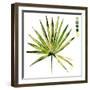 Watercolor Palmetto Palms II-Jennifer Parker-Framed Art Print