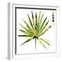 Watercolor Palmetto Palms II-Jennifer Parker-Framed Art Print