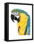 Watercolor Parrot-Naomi McCavitt-Framed Stretched Canvas