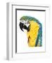 Watercolor Parrot-Naomi McCavitt-Framed Art Print