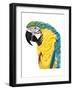 Watercolor Parrot-Naomi McCavitt-Framed Art Print