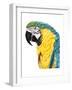 Watercolor Parrot-Naomi McCavitt-Framed Art Print