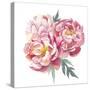 Watercolor Peonies Bouquet-Eisfrei-Stretched Canvas