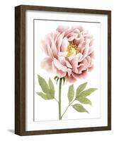 Watercolor Peony I-Grace Popp-Framed Art Print