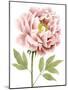 Watercolor Peony I-Grace Popp-Mounted Art Print