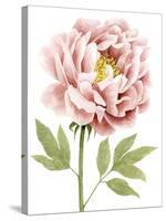 Watercolor Peony I-Grace Popp-Stretched Canvas