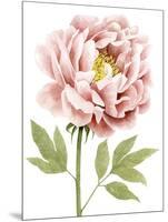 Watercolor Peony I-Grace Popp-Mounted Art Print