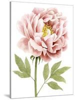 Watercolor Peony I-Grace Popp-Stretched Canvas