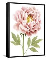 Watercolor Peony I-Grace Popp-Framed Stretched Canvas