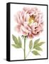 Watercolor Peony I-Grace Popp-Framed Stretched Canvas