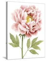 Watercolor Peony I-Grace Popp-Stretched Canvas