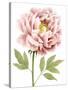 Watercolor Peony I-Grace Popp-Stretched Canvas