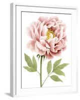 Watercolor Peony I-Grace Popp-Framed Art Print