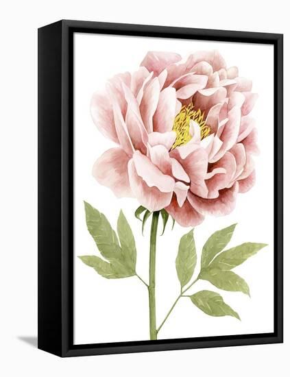 Watercolor Peony I-Grace Popp-Framed Stretched Canvas