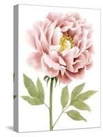 Watercolor Peony I-Grace Popp-Stretched Canvas