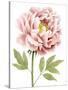 Watercolor Peony I-Grace Popp-Stretched Canvas