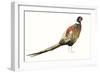 Watercolor Pheasant I-Grace Popp-Framed Art Print