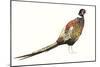 Watercolor Pheasant I-Grace Popp-Mounted Art Print