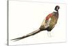 Watercolor Pheasant I-Grace Popp-Stretched Canvas