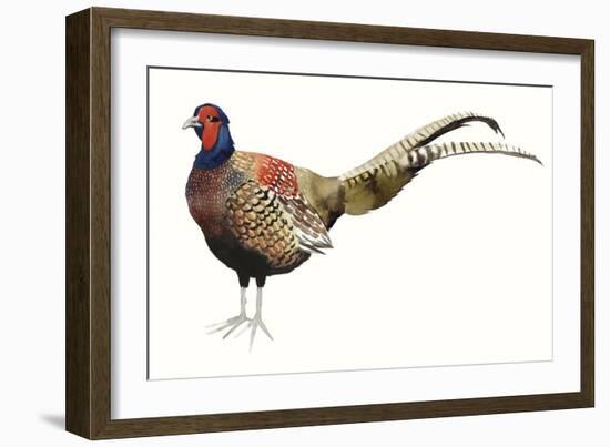 Watercolor Pheasant II-Grace Popp-Framed Art Print