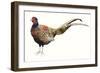 Watercolor Pheasant II-Grace Popp-Framed Art Print