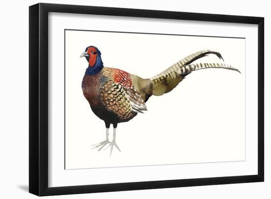 Watercolor Pheasant II-Grace Popp-Framed Art Print