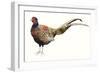 Watercolor Pheasant II-Grace Popp-Framed Art Print