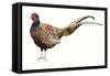 Watercolor Pheasant II-Grace Popp-Framed Stretched Canvas