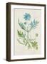 Watercolor Plants III-Naomi McCavitt-Framed Art Print