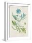 Watercolor Plants III-Naomi McCavitt-Framed Art Print