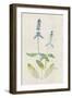 Watercolor Plants IV-Naomi McCavitt-Framed Art Print