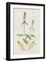 Watercolor Plants IV-Naomi McCavitt-Framed Art Print