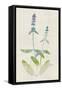 Watercolor Plants IV-Naomi McCavitt-Framed Stretched Canvas