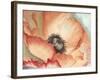 Watercolor Poppy II-Megan Meagher-Framed Art Print