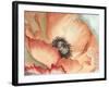 Watercolor Poppy II-Megan Meagher-Framed Art Print