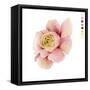 Watercolor Ranunculus Study II-Grace Popp-Framed Stretched Canvas