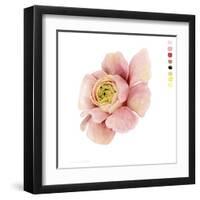 Watercolor Ranunculus Study II-Grace Popp-Framed Art Print