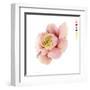 Watercolor Ranunculus Study II-Grace Popp-Framed Art Print