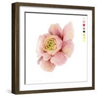 Watercolor Ranunculus Study II-Grace Popp-Framed Art Print