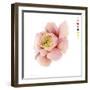 Watercolor Ranunculus Study II-Grace Popp-Framed Art Print