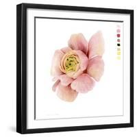 Watercolor Ranunculus Study II-Grace Popp-Framed Art Print