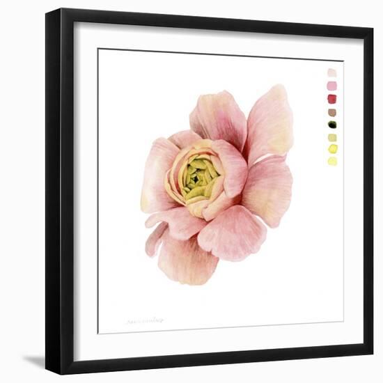 Watercolor Ranunculus Study II-Grace Popp-Framed Art Print