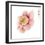 Watercolor Ranunculus Study II-Grace Popp-Framed Art Print