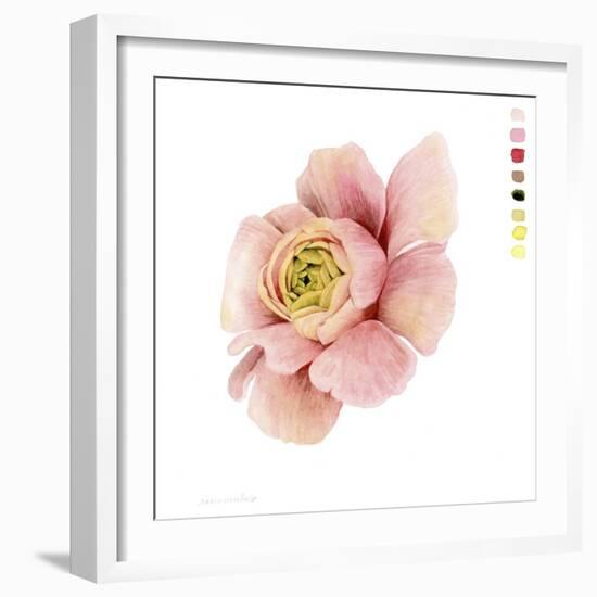 Watercolor Ranunculus Study II-Grace Popp-Framed Art Print